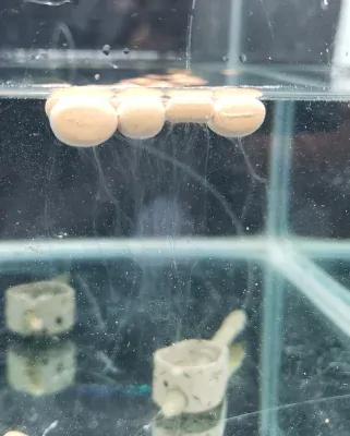 Drescher DUMBELLS ALMONILLA